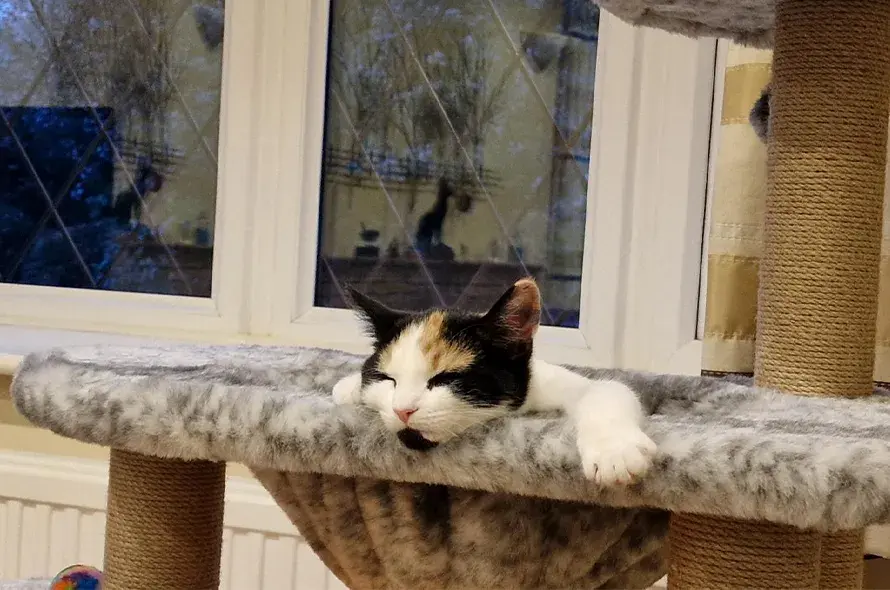 Creme Brulee kitten on foster laying in a cat bed